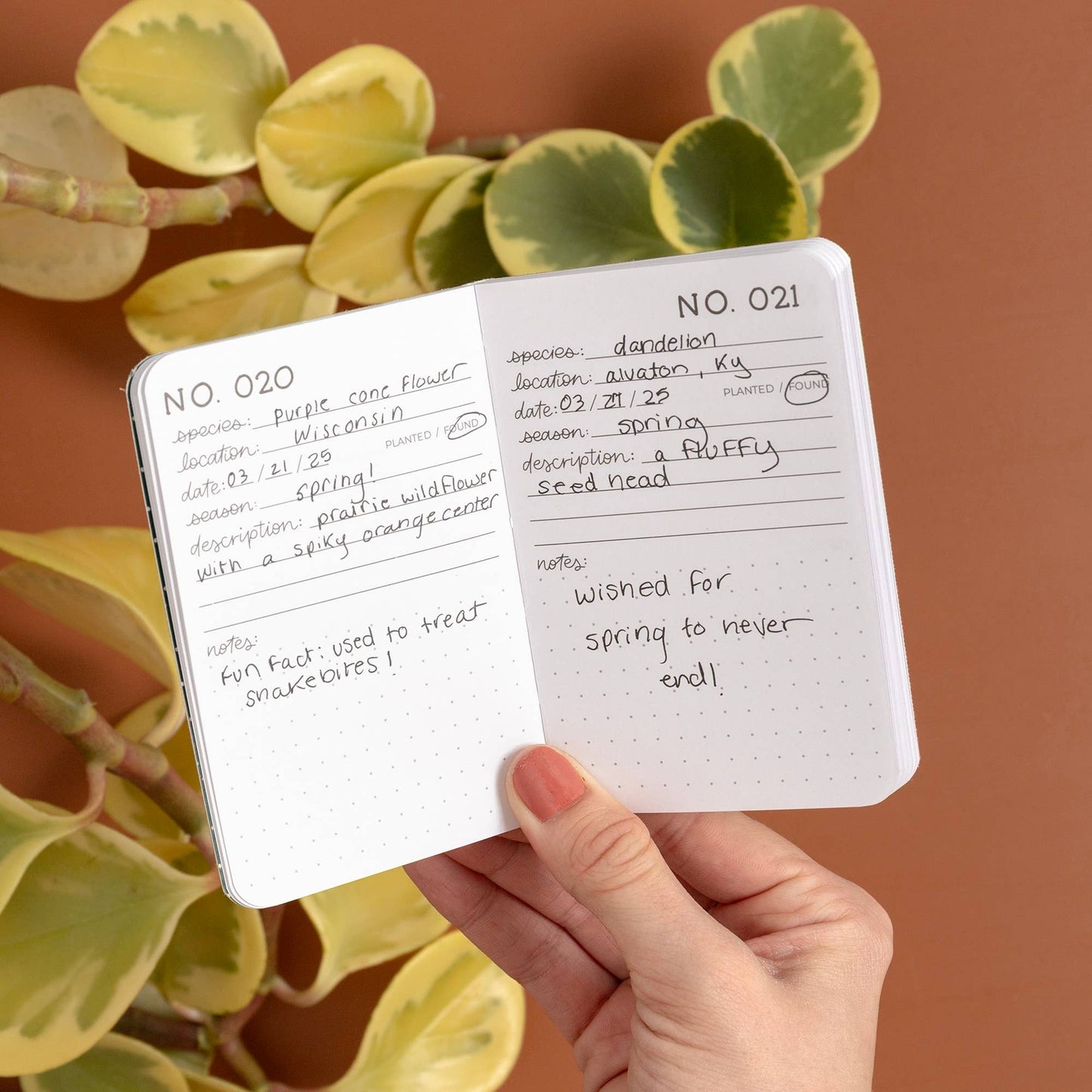 One Hundred Plants Journal